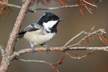 Obraz na płótnie Canvas Coal tit is small black and white bird