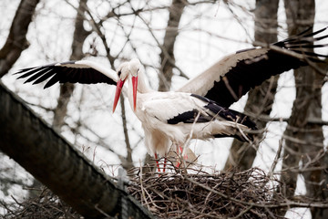 Storch Paar
