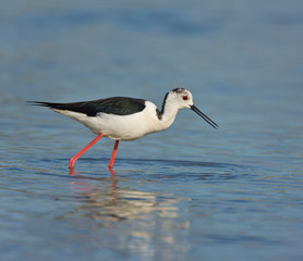 Black-winged stilt (Himantopus himantopus)