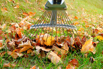 Rake next to pile of fallen autumn leaves on green lawn close-up. Raking autumn fallen leaves with a rake. Pile of autumn leaves with a rake on the green grass.