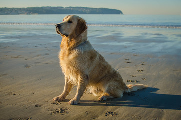 A golden retriever dog seated in the beach