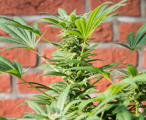 Cannabis Plant Flower HDR