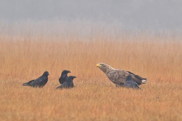Żerowanie bielika i kruków © Katarzyna