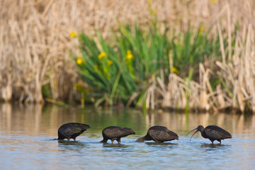 Glossy ibis (Plegadis falcinellus), Morito