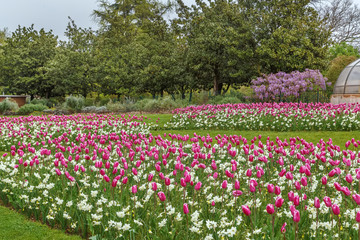 Flowerbed with tulip