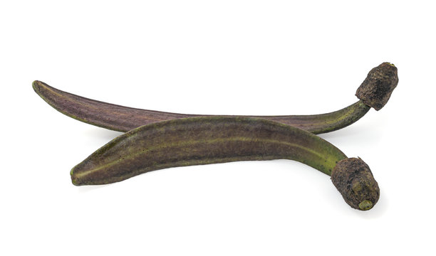 Oroxylum indicum (Broken Bone tree,Damocles tree,Indian Trumpet Flower) isolated on white background with clipping path