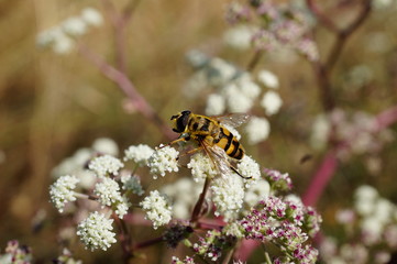 bee on flower