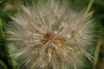 close up of dandelion on a black background