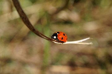 ladybug on green leaf