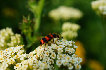 beetle on flower