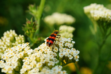 ladybug on flower
