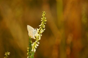 butterfly on flower