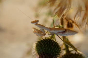 cactus in the desert