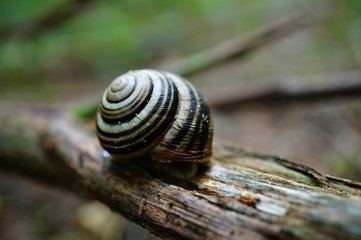 snail on a green leaf