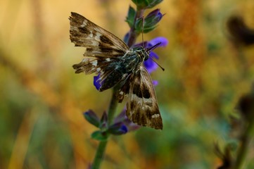 butterfly on flower