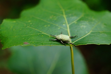 beetle on a green leaf