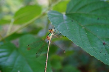 dragonfly on leaf