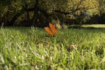 St.Petersburg Russia-10/11/2019:  Autumn at Ekaterhof Park