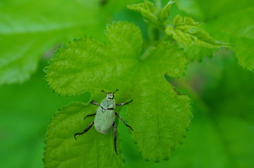 beetle on a green leaf