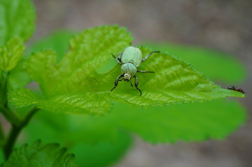 beetle on leaf