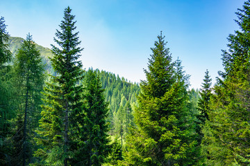 Mountain view with pine trees