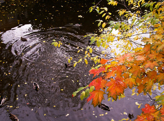 St.Petersburg Russia-10/11/2019:  Autumn at Ekaterhof Park