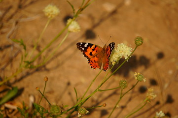 butterfly on flower