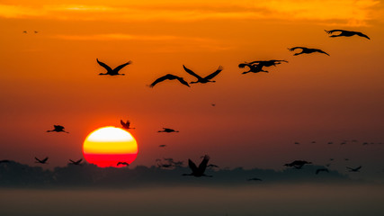 Naklejka premium Beautiful photography of a huge flock of birds. Common Cranes (Grus grus). Hortobagy, Hungary.