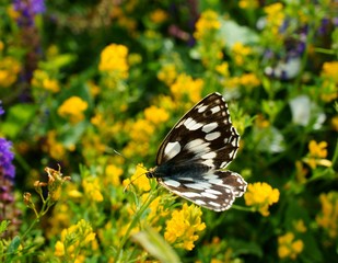 butterfly on a flower
