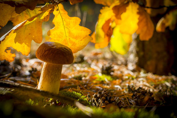 cep mushroom in autumn leaves