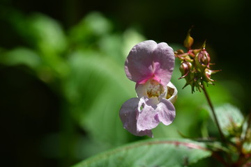 Fototapeta premium Indisches Springkraut, Blüte