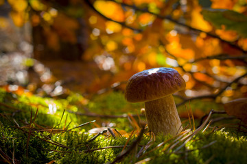 porcini mushroom in moss leaves