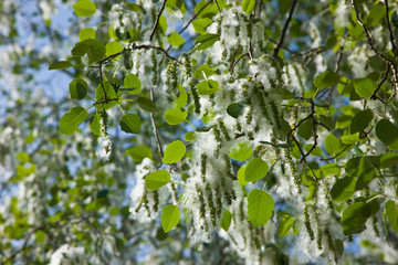 Close up of White poplar tree (Populus alba) Donana NP, Huelva, Andalucia, Spain, Europe