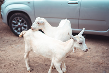 Fototapeta premium Goats in Azores Acores Portugal