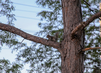 Fototapeta premium A squirrel on the trunk of a pine tree belongs to the family of rodent mammals. In the background the blue sky.