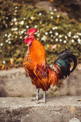 Cockerel on Azores Portugal 