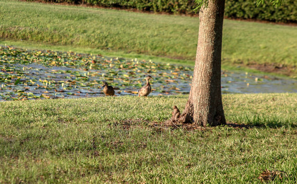 The image of a beautiful lake with two ducks and many tree leaves on a grassy lawn, peaceful feeling, in downtown Orlando, Florida, USA.