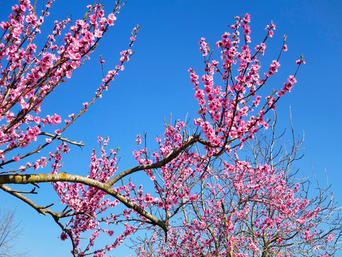 cherry tree against blue sky - Spring