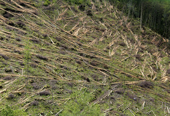 déforestation