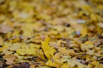 Obraz premium autumn leaves on the ground