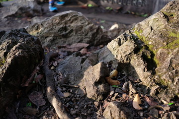 Rocks in the forest with sunlight