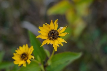 bee on yellow flower