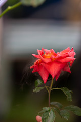 steaming rose