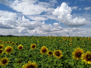 Obraz premium field of sunflowers