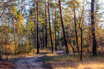 Autumn colors.  Road in the autumn forest.