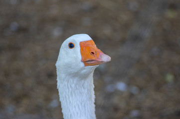 Domestic goose looks funny doing funny faces, white head with orange beak, farm long neck animals