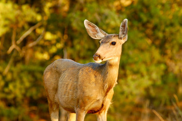 Fototapeta premium Deer Doe In Warm Evening Light