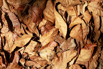 Brown dry leaves on the ground.
