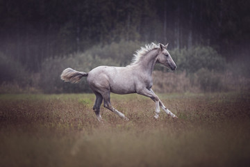 Obraz na płótnie Canvas Arabian foal running free on an autumn meadow.
