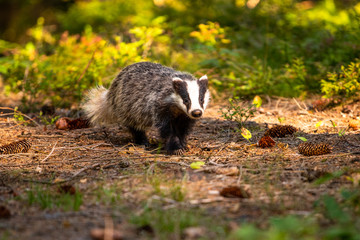 Naklejka premium Badger in forest, animal in nature habitat, Germany, Europe.